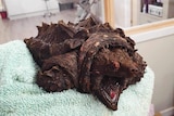 A snapping turtle with a spiky shell is laid out on a towel, opening its mouth wide open.