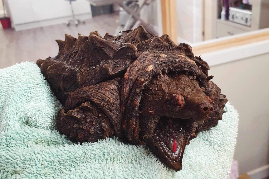 A snapping turtle with a spiky shell is laid out on a towel, opening its mouth wide open