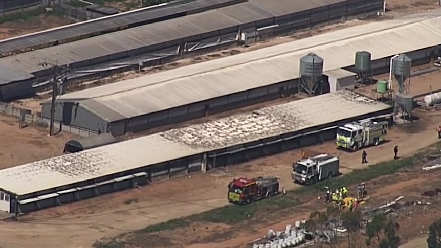 Overhead view of emergency services at a piggery.