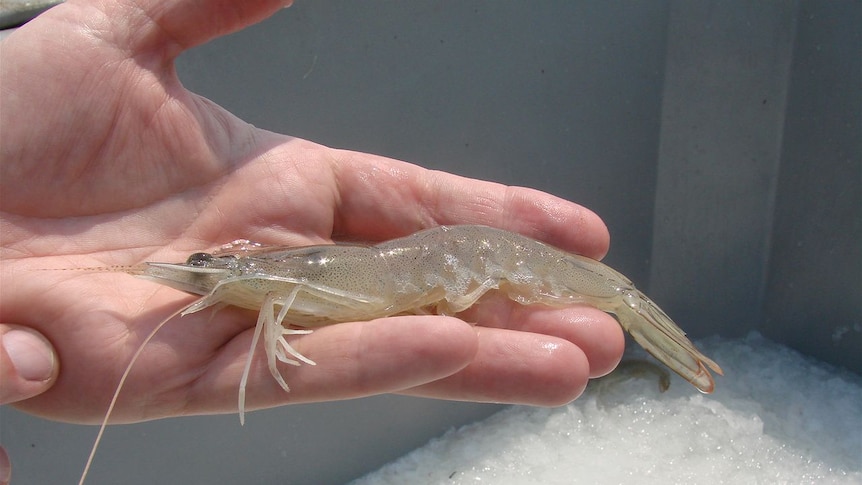 A hand holding a translucent prawn.