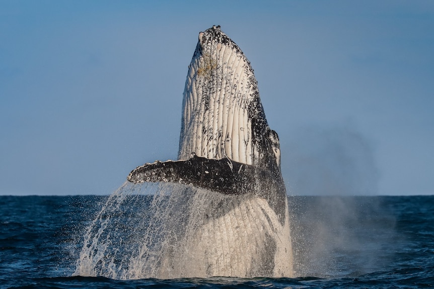 Humpback whale breaches 