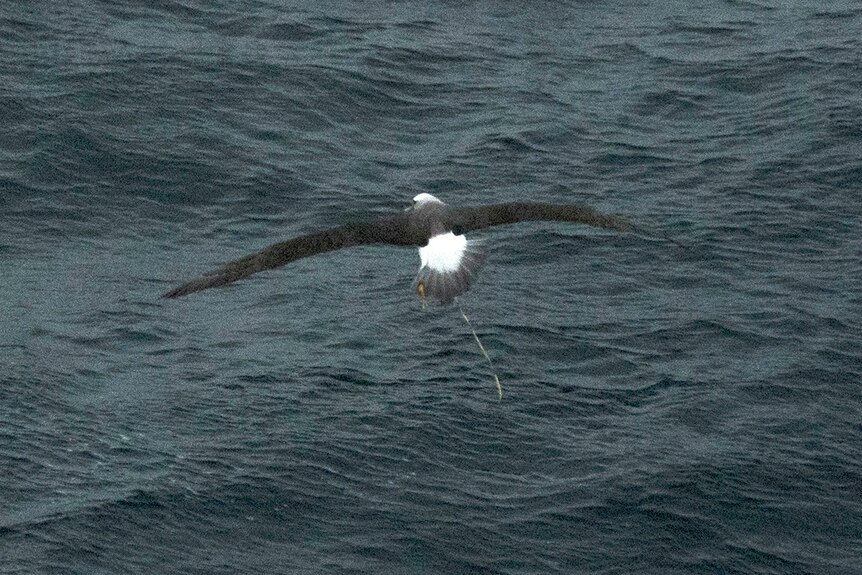 Albatross carries a balloon string over water south of Tasmania.