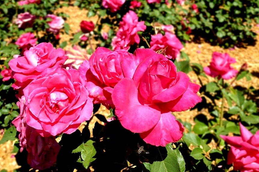a garden of dozens of mostly pink roses 