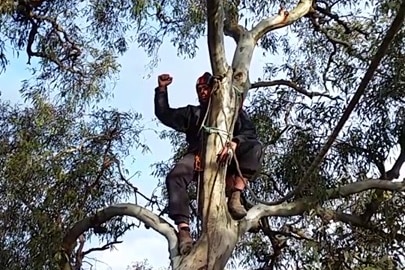 A man sits high up in a tree with his arm raised
