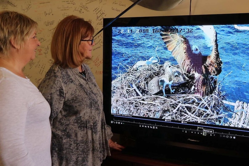 two women on left of screen looking at Television footage of bird landing on a nest with check squawking.