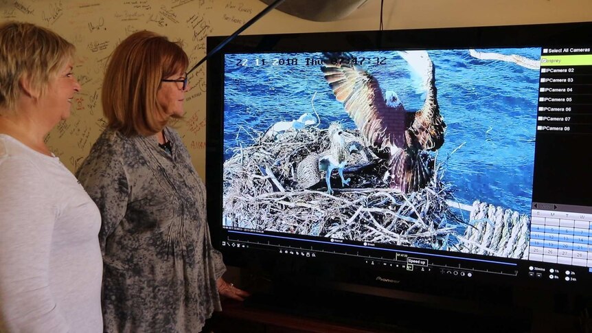 two women on left of screen looking at Television footage of bird landing on a nest with check squawking.