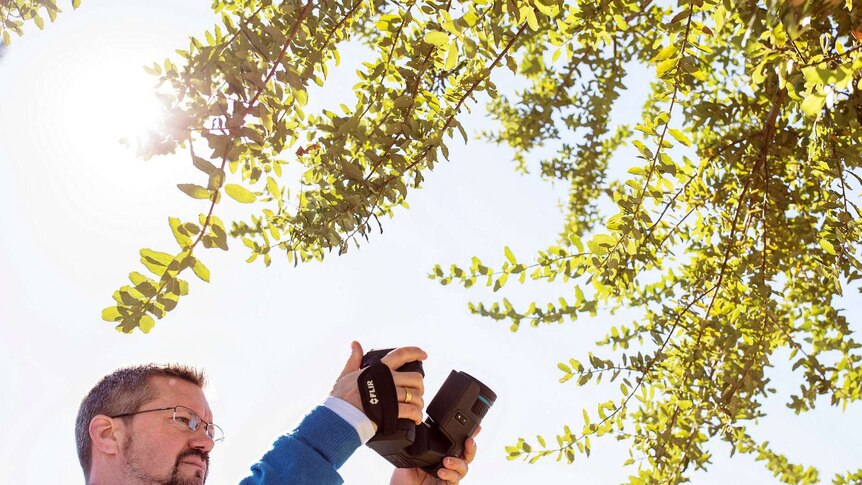 A man takes a photo of the branches of a tree from below