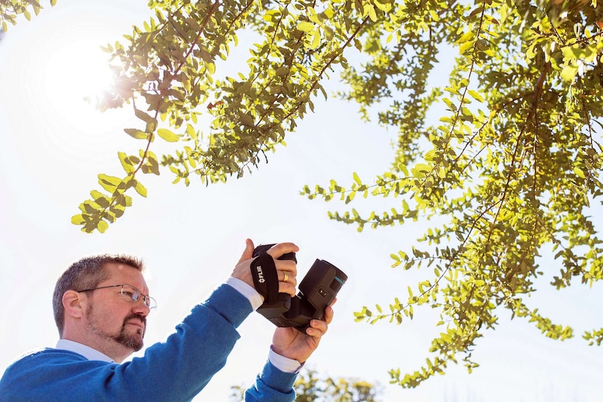 A man takes a photo of the branches of a tree from below