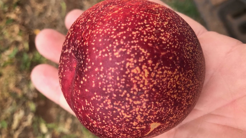 A nectarine with 'sugar-spotting' marks.