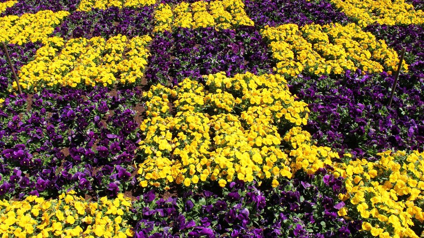Flowers bloom in a flower bed at the Carnival of Flowers.