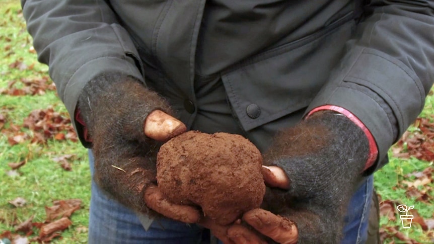 Gloved hands holding large earth-covered truffle