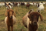 A boer goat herd in Queensland