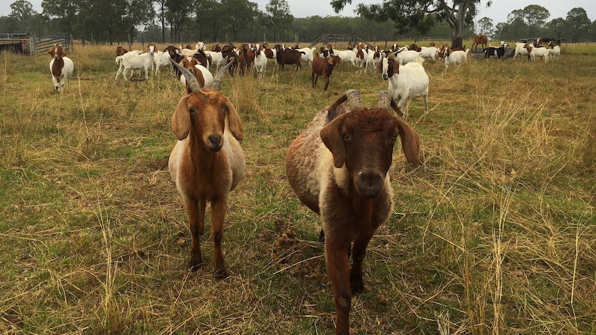 Herd of goats in paddock