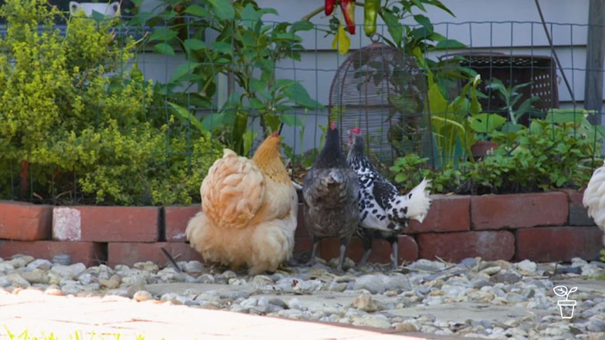 Three free-ranging chooks looking into backyard garden bed