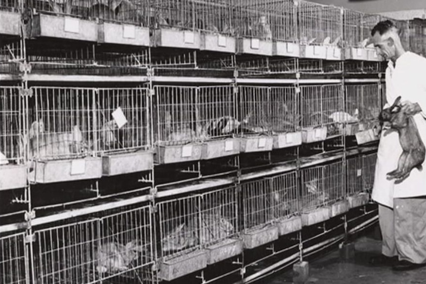 A scientist in a white lab coat holds a feral rabbit, standing in front of rows of cages.