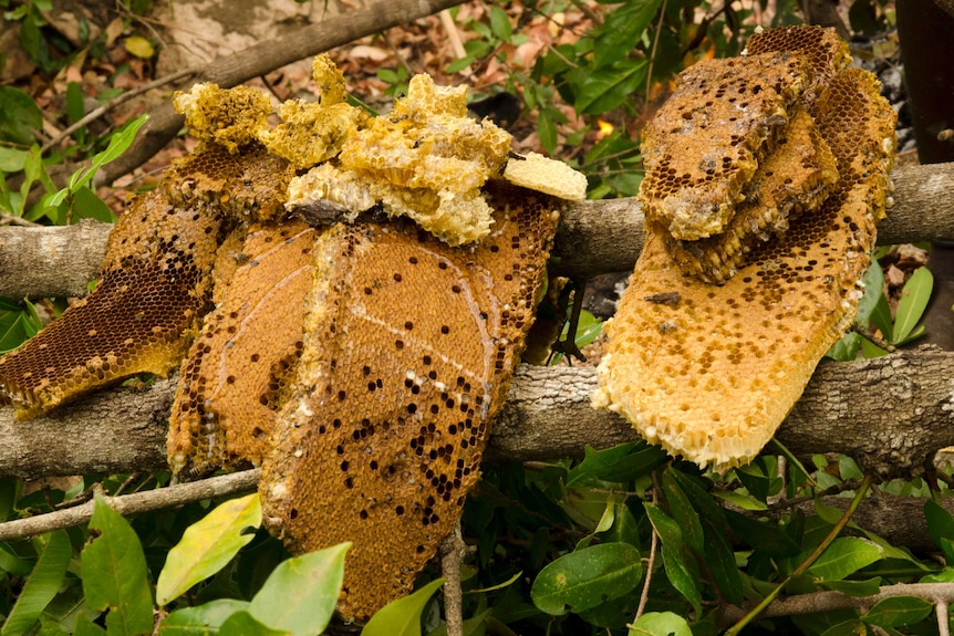 Honey from wild bees' nest