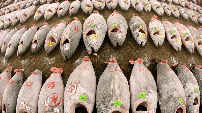 More than 90 per cent of Australia's tuna catch comes from the waters surrounding Port Lincoln.