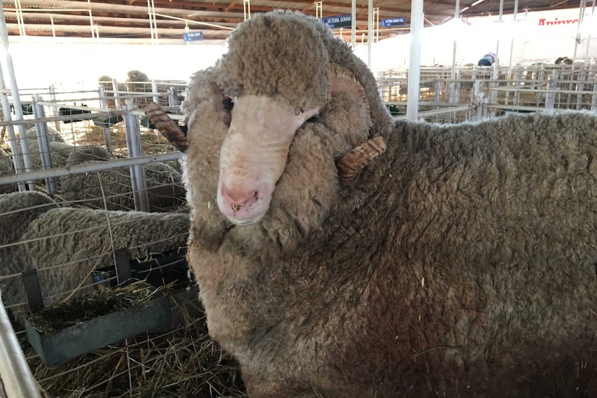 A sheep in the stalls at the Queensland State Sheep Show