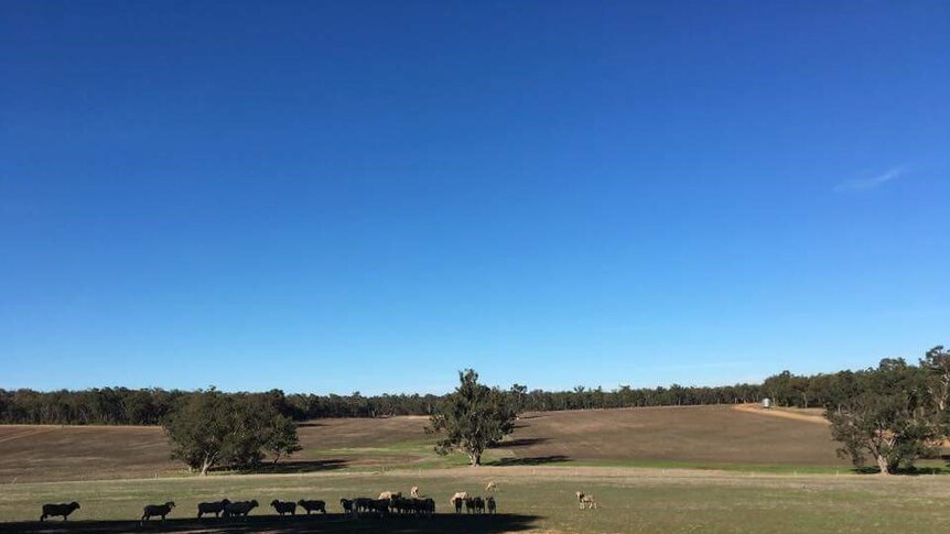 Sheep stand in a paddock.