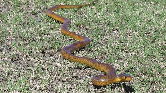 Western brown snake