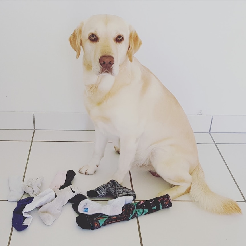 a labrador retriever looks blankly at the camera with about a dozen socks around its feet.