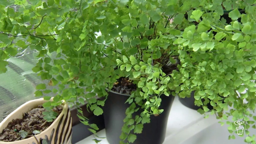 Maidenhair fern in pot sitting on windowsill