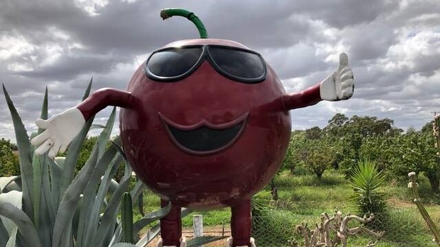 The Big Cherry statue in front of orchards in Wyuna, Victoria