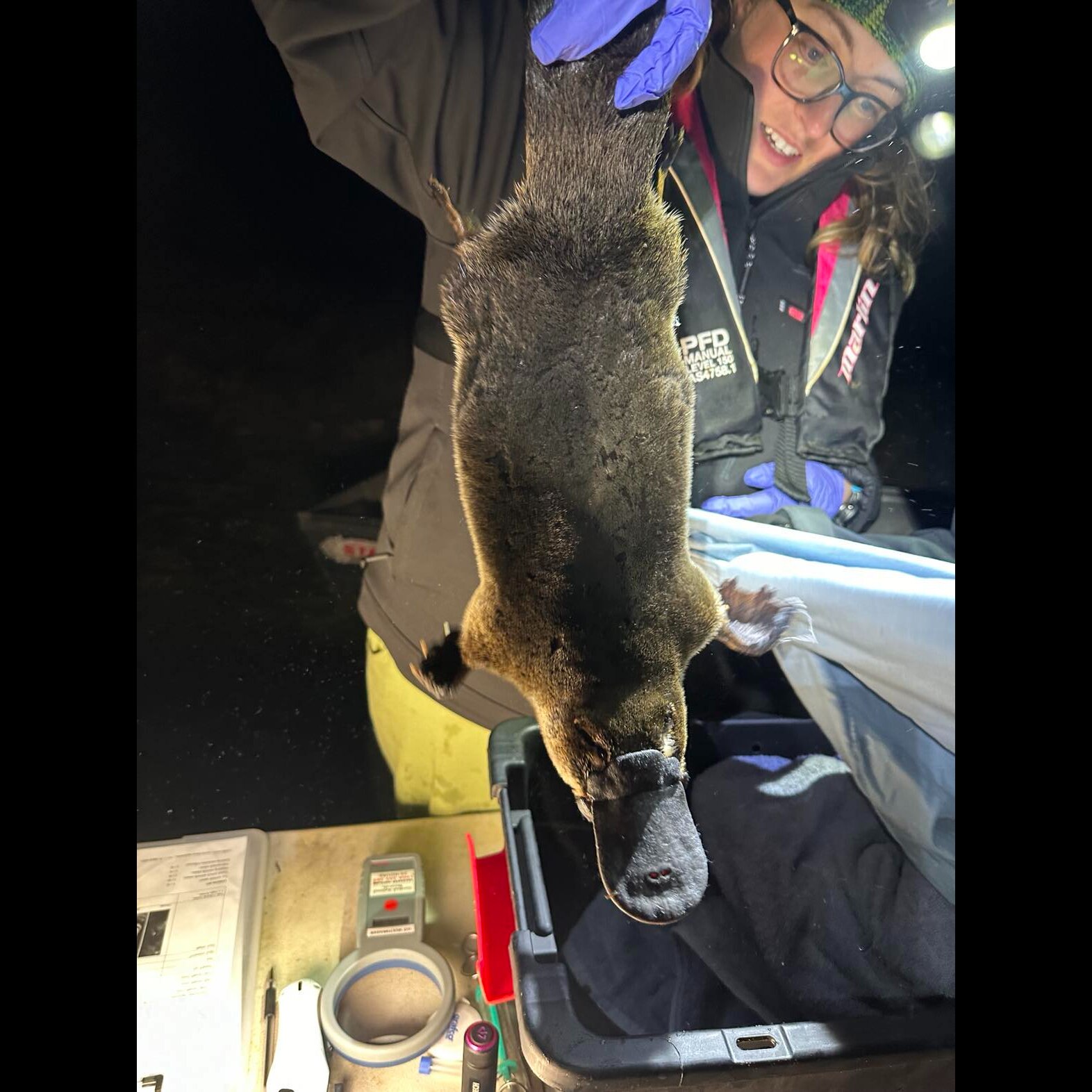 Platypuses in NSW dying with high PFAS contamination