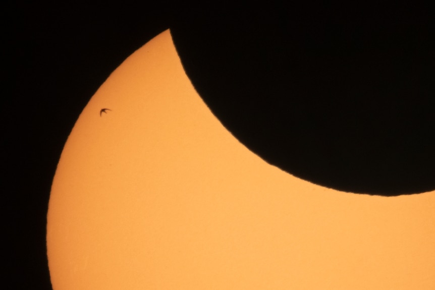 A bird is silhouetted against the sun during an eclipse