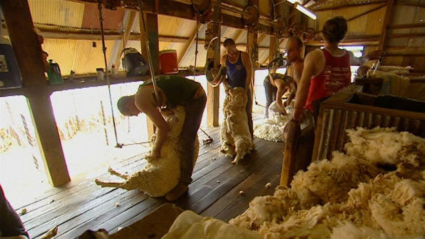 Graziers make the switch to organic wool
