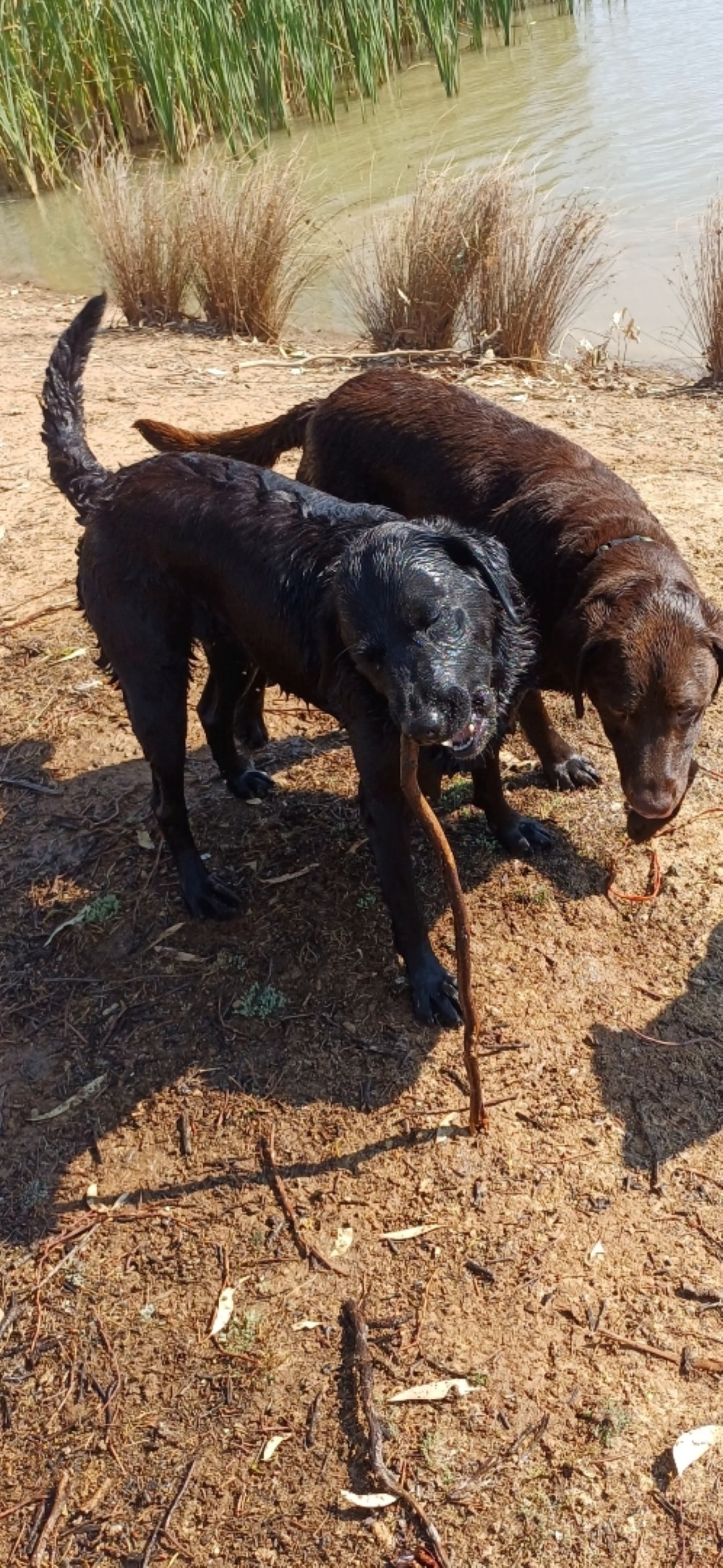 Two dogs play on sand.