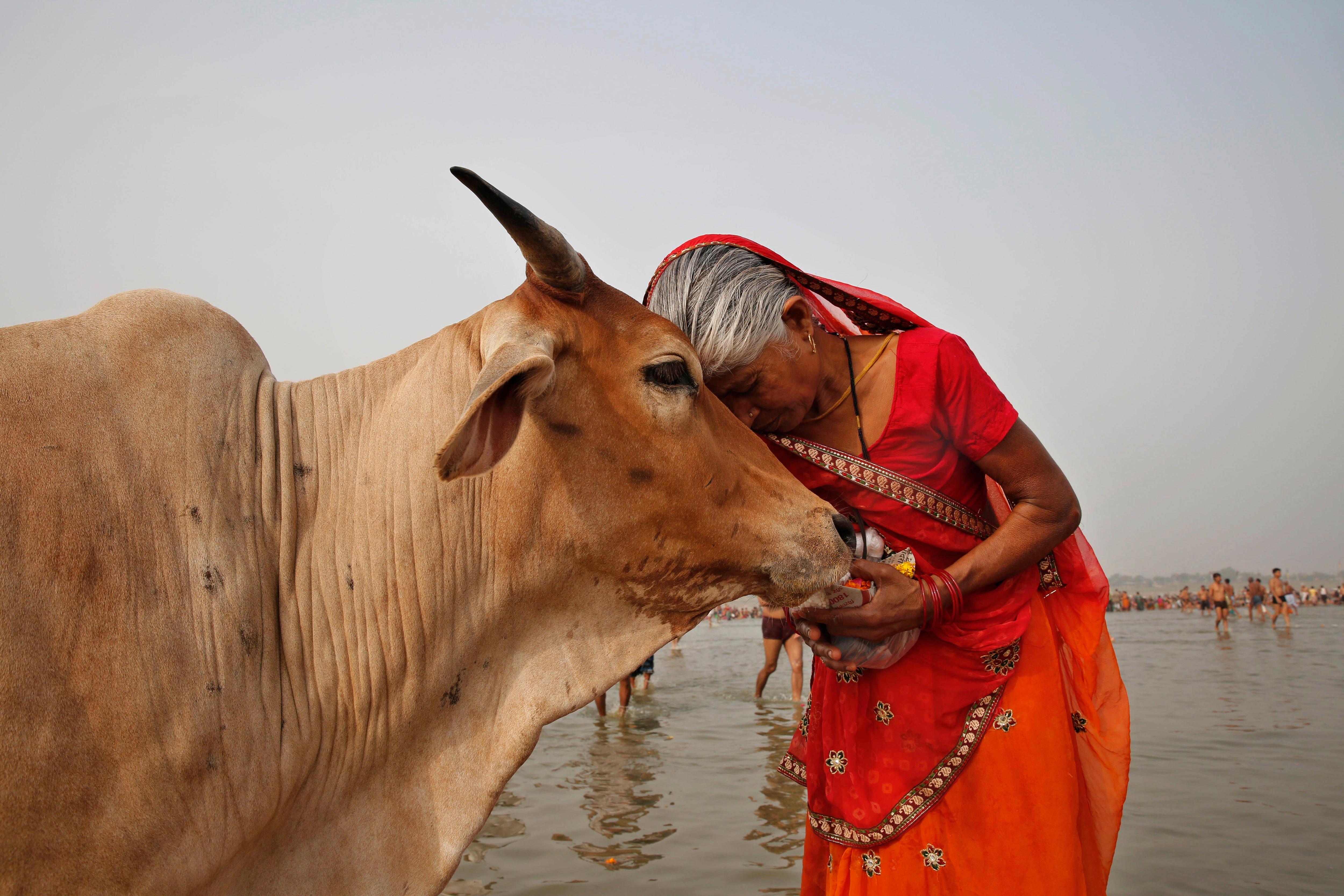 An elderly woman hugs a cow while standing in the River Ganges in India.