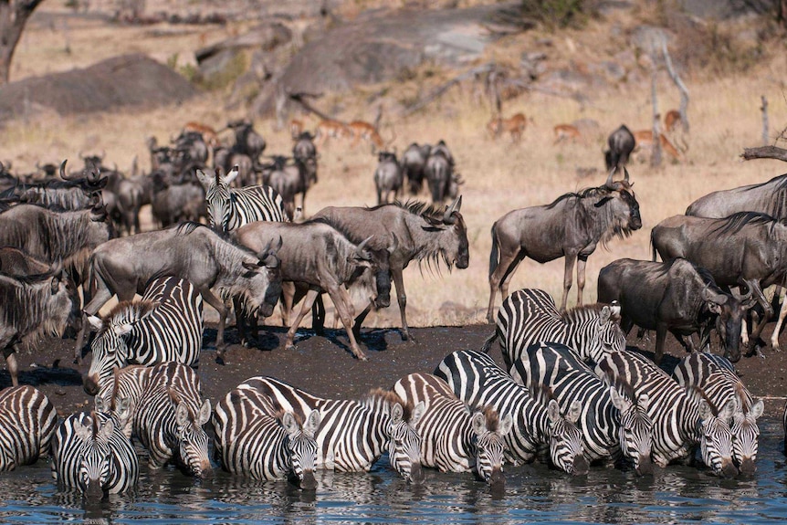 Zebra and wildebeest in Serengeti