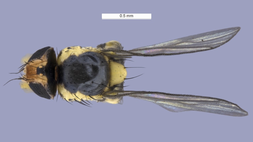 A closeup illustration of a tiny yellow-and-black American serpentine leafminer fly