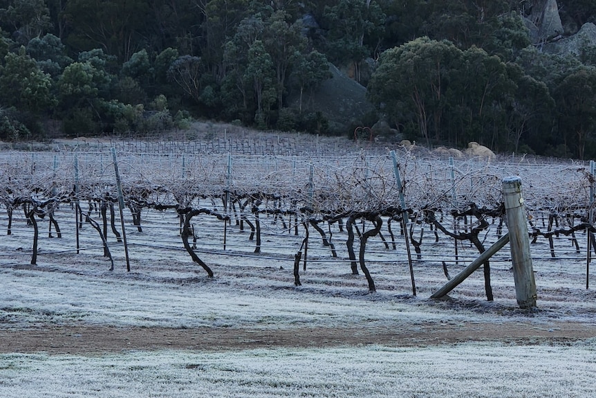 Frost covered vines in a vineyard.