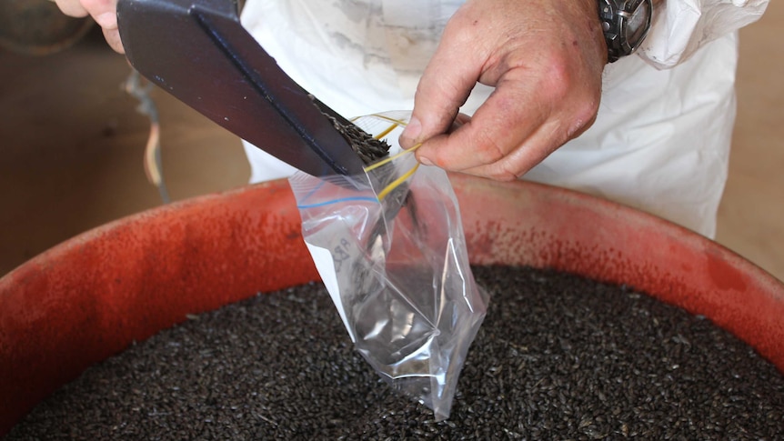 A close-up of a man's hands as he uses a scoop to put mouse bait into a plastic bag.