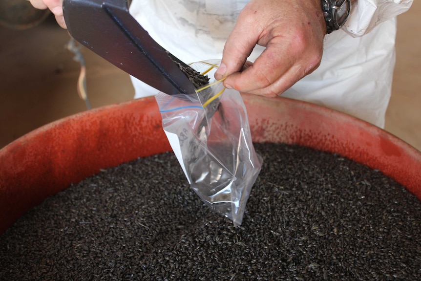 A close-up of a man's hands as he uses a scoop to put mouse bait into a plastic bag.