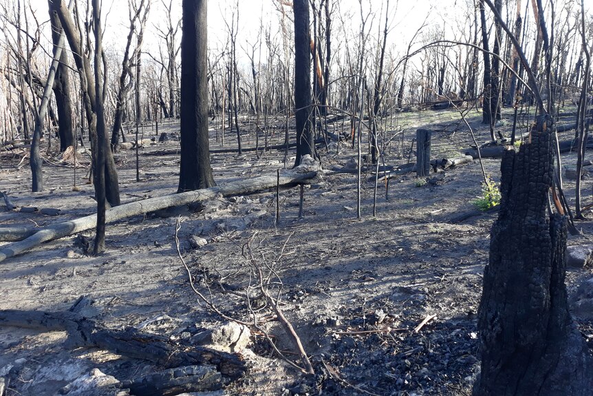 Fires tore through Lisa's property in the Snowy Mountains.