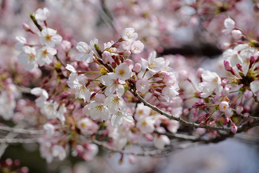 Flowers on the branch of a cherry blossom tree