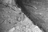 A black and white picture of a small mouse-like creature looking toward the camera.
