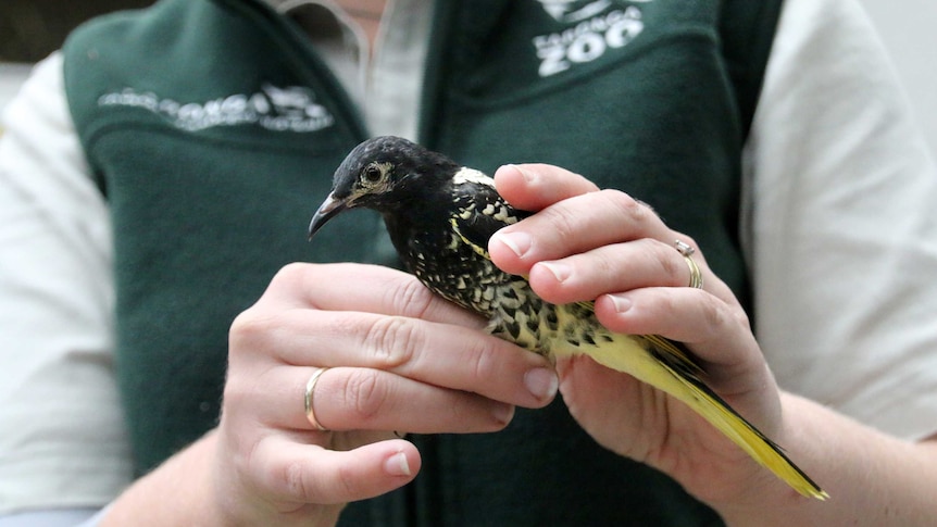 Regent honeyeater with a zoo keeper