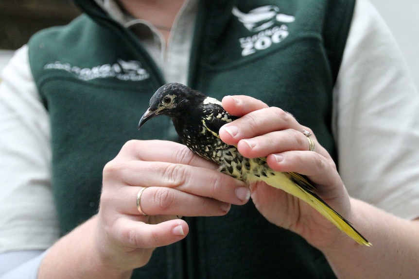 Regent honeyeater with a zoo keeper