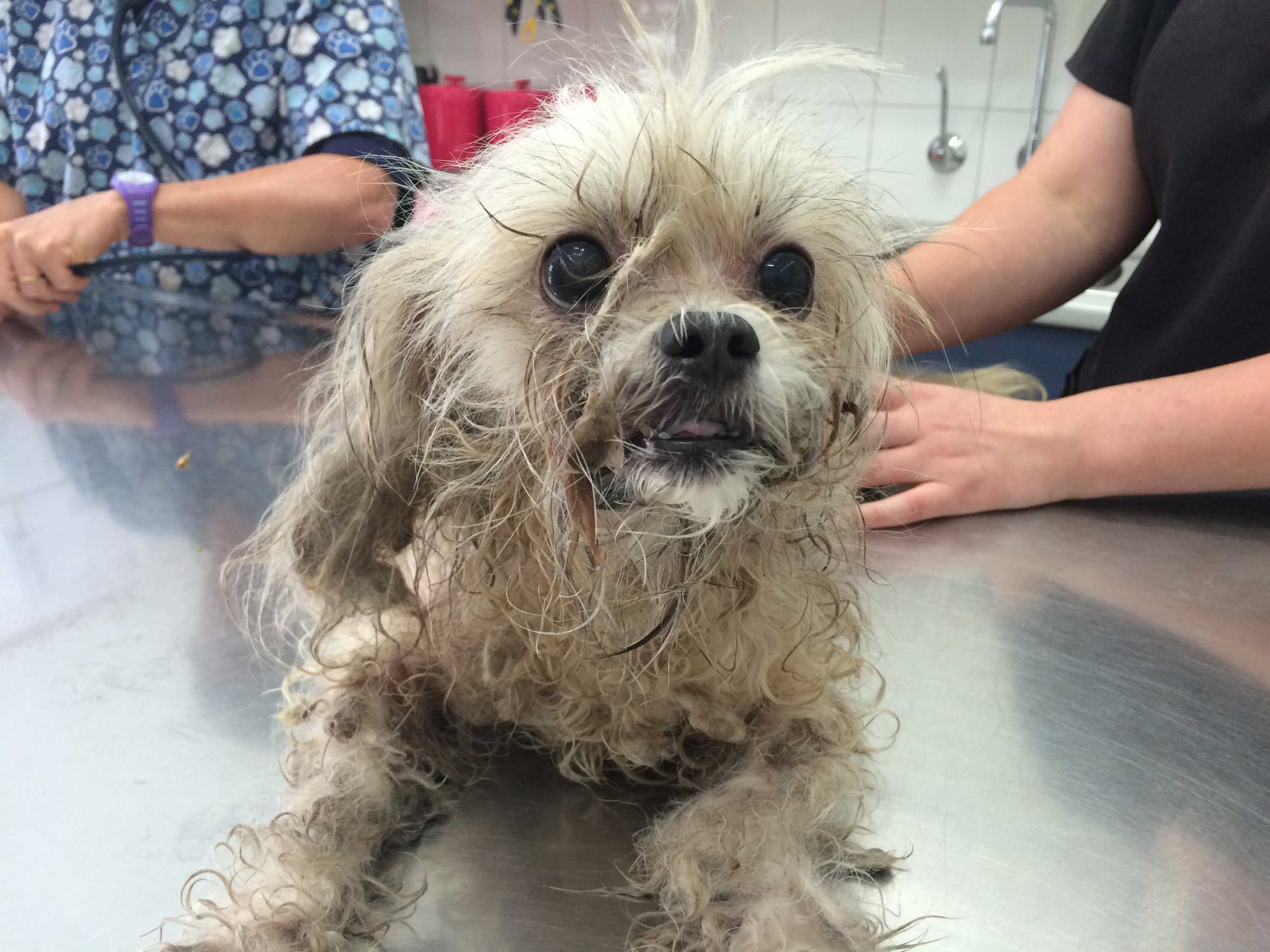 Woman who left dog to die inside hot car prevented from owning animals ...