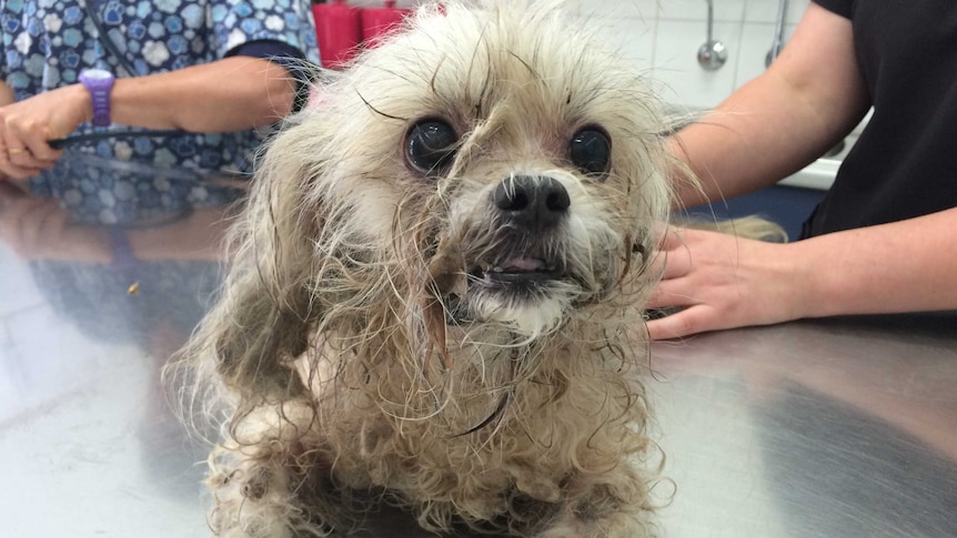 Dog in hands of vets after being left in hot car