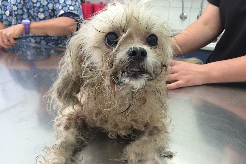 Dog in hands of vets after being left in hot car