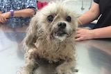 Dog in hands of vets after being left in hot car