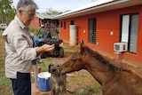 Dr Jan Allen feeding a horse and a dog.