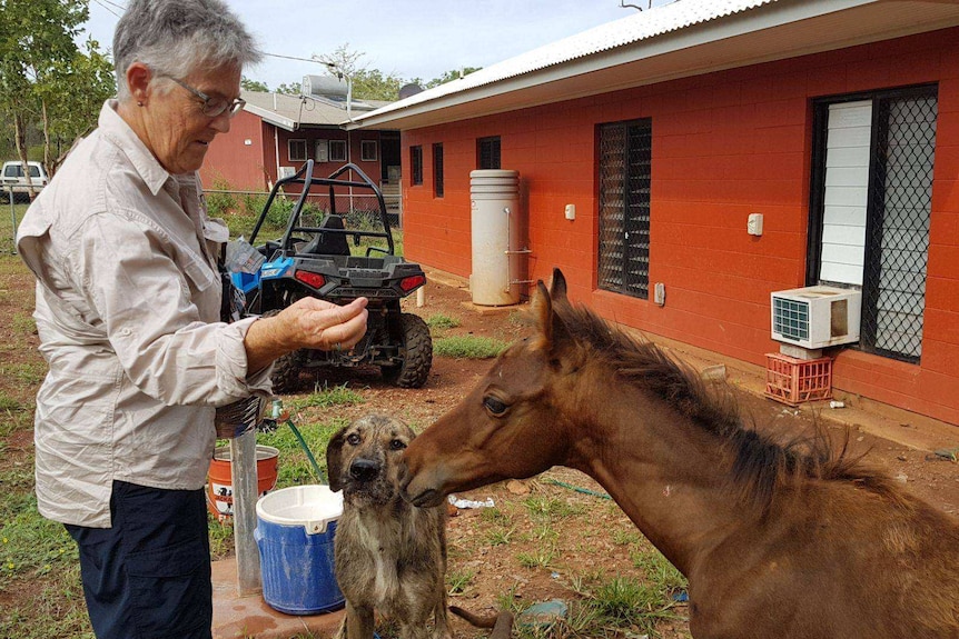 Dr Jan Allen feeding a horse and a dog.