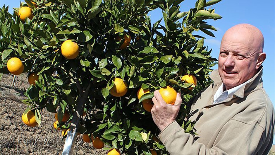 Michael Bennett farms wheat, cotton, sheep, cattle and citrus on his property at Narromine.