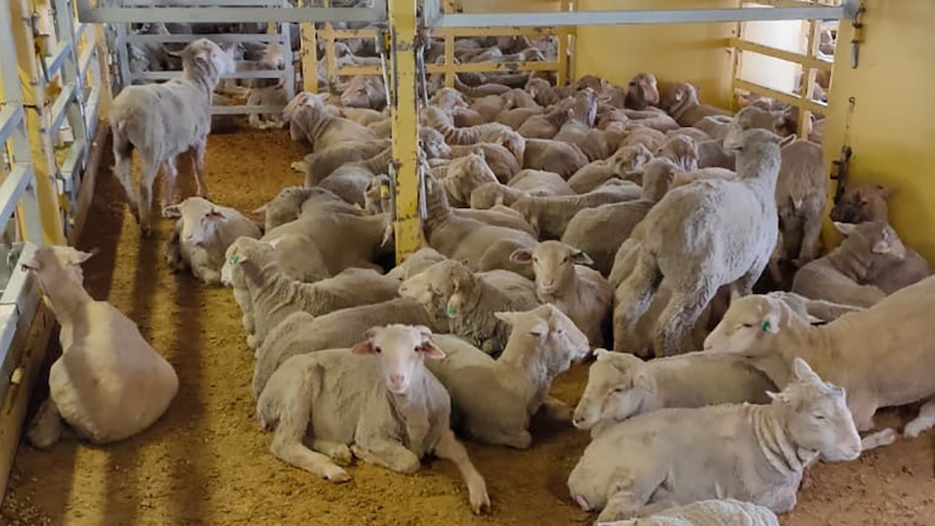 A group of sheep in a pen on a live export ship.